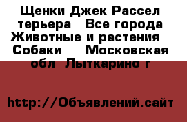 Щенки Джек Рассел терьера - Все города Животные и растения » Собаки   . Московская обл.,Лыткарино г.